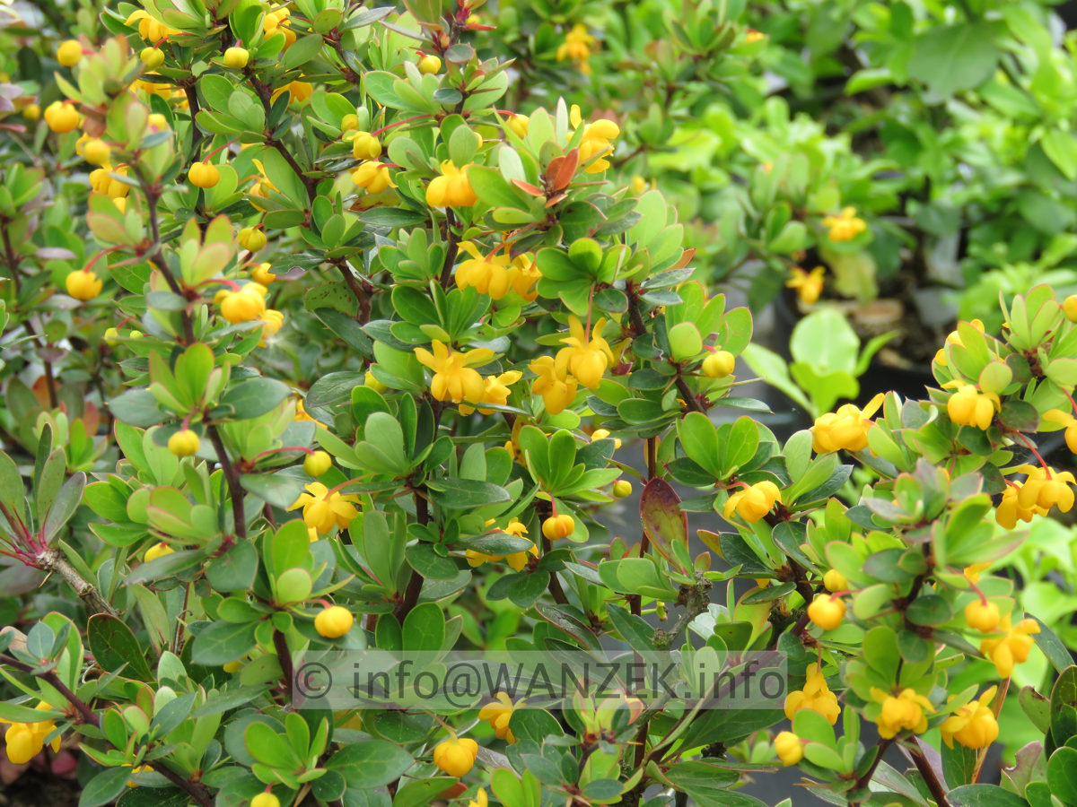 Berberis buxifolia Nana  Blueten 01.JPG